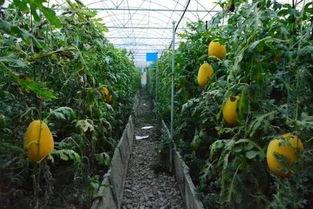 吃瓜黄网站,热门话题背后的真相与争议