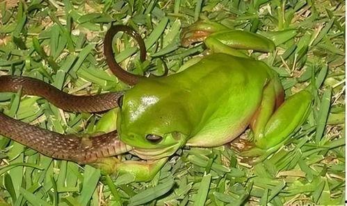 绿头青蛙吃瓜,绿头青蛙的夏日瓜果盛宴