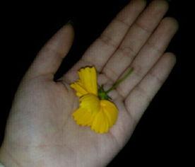 母亲吃瓜视频大全,趣味横生的家庭生活瞬间