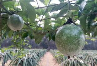 鑫仔吃瓜,揭秘娱乐圈幕后故事