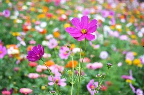 花海九尾吃瓜,揭秘吃瓜背后的娱乐风云