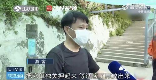 吃瓜网友团队,网络舆论场上的“侦探”与“守护者”
