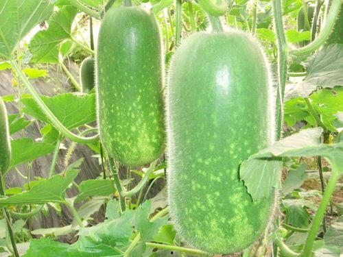 snh48215吃瓜,揭秘背后真相  第2张