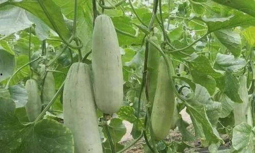 儿童可以吃羊角瓜,儿童营养佳品,助力健康成长 第3张 儿童可以吃羊角瓜,儿童营养佳品,助力健康成长 第3张