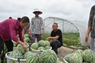 丰收瓜可以晒干吃,传统晒制工艺,尽享瓜果飘香 第3张 丰收瓜可以晒干吃,传统晒制工艺,尽享瓜果飘香 第3张