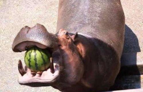 搞笑视频河马吃瓜,一场欢乐的“瓜界”盛宴 第1张 搞笑视频河马吃瓜,一场欢乐的“瓜界”盛宴 第1张