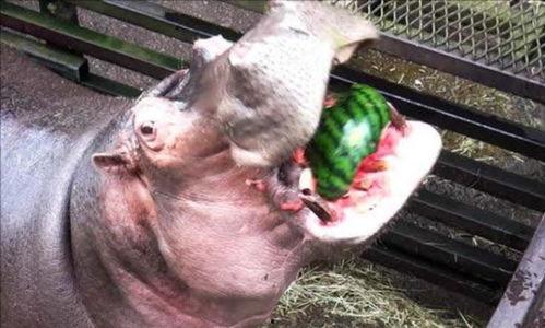 搞笑视频河马吃瓜,一场欢乐的“瓜界”盛宴 第2张 搞笑视频河马吃瓜,一场欢乐的“瓜界”盛宴 第2张