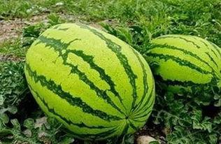 苏安安吃瓜  第3张