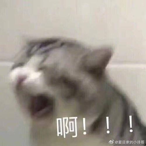 羊吃瓜表情包 第3张 羊吃瓜表情包 第3张