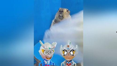 土拨鼠吃瓜合集,趣味横生的动物日常 第1张 土拨鼠吃瓜合集,趣味横生的动物日常 第1张