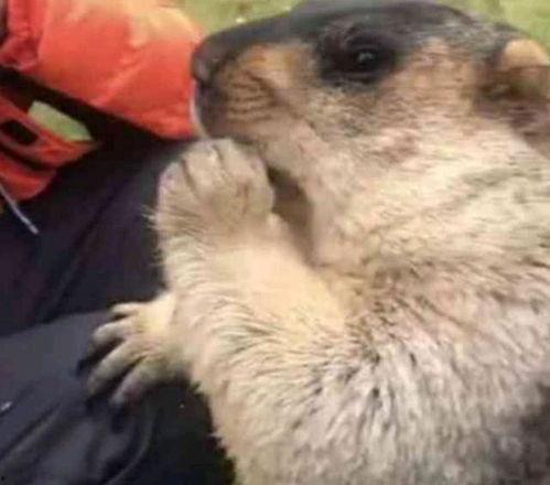 土拨鼠吃瓜合集,趣味横生的动物日常 第3张 土拨鼠吃瓜合集,趣味横生的动物日常 第3张