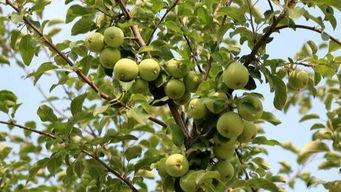 芦子瓜怎么吃,探索美味与营养的完美融合 第2张 芦子瓜怎么吃,探索美味与营养的完美融合 第2张