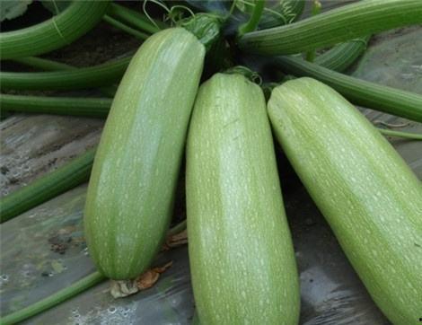 吃瓜西吗,揭秘娱乐圈背后的那些事儿