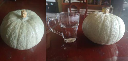 架子瓜怀孕可以吃